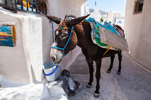 Donkey waiting in a street at Pyrgos, Santorini, Greece