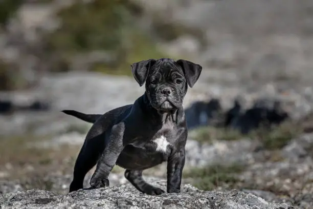 Photo of Black american bully puppy