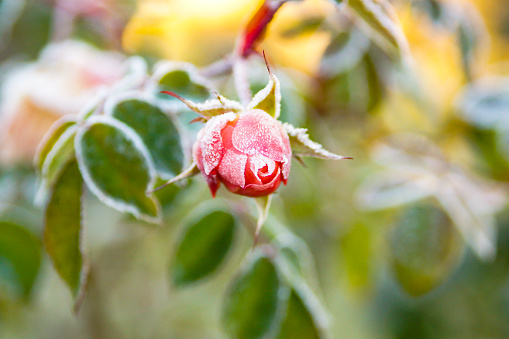 Frozen rose, single flower, blurred background