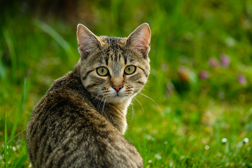 Cat portrait, close-up of a tomcat, young animal, meadow blurred in the background