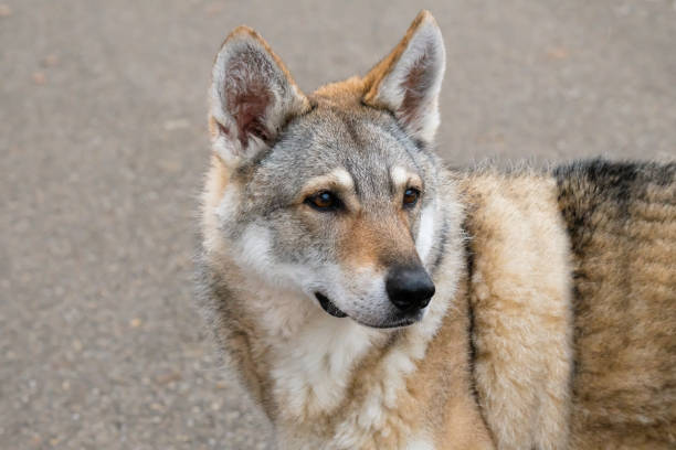 Dog / Saarloos Wolfhound Portrait, view to the side, blurred background