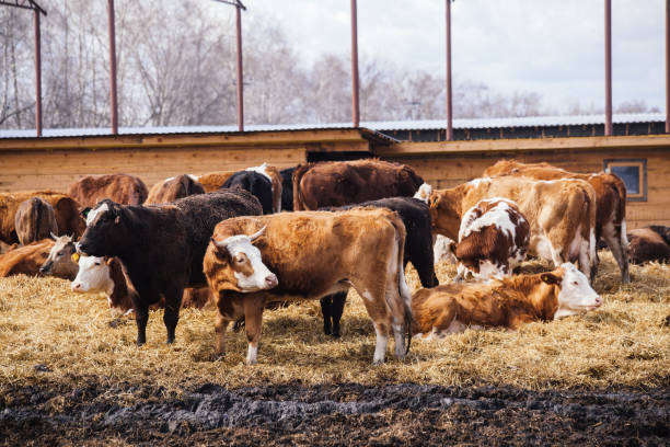 istock Holstein Frisian dairy cows in free open stall 1311526568