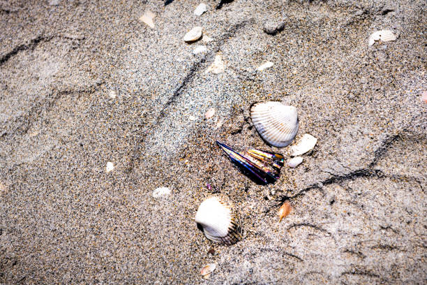 istock Flat lay top high angle view on many broken seashells sea shells shelling on Sanibel Island, Florida on day at Gulf of Mexico sand shore 1311526599