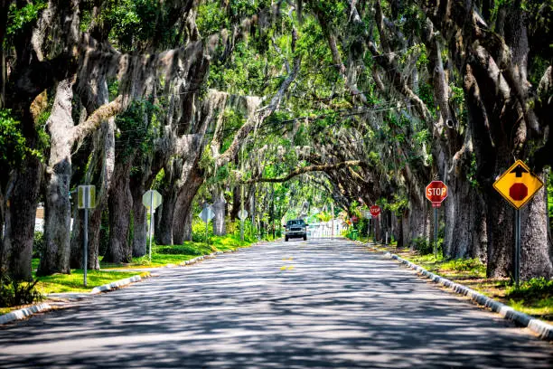 Famous Magnolia avenue street road shadows with live oak trees canopy and hanging Spanish moss in St. Augustine, Florida with car on summer sunny day
