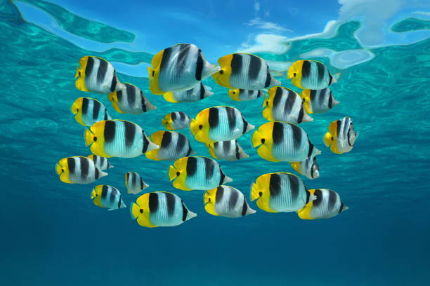 istock School of colorful tropical fish Pacific ocean 1311527791