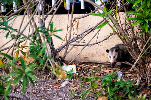 Sunny Isles Beach street sidewalk with one cute opossum rodent wild animal hiding behind tree in Miami, Florida