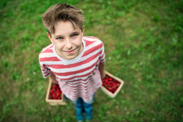 Little boy picking up ripe cherries in orchard. The boy is carrying full punnets in the orchard.Nikon D850