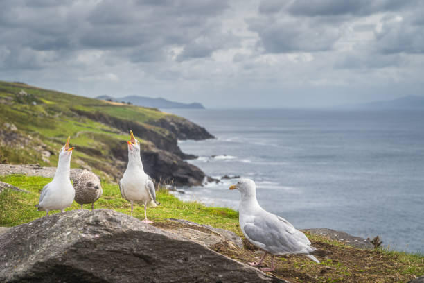 gaviota sentada sobre rocas y cantando, hermosa costa de wild atlantic way en el fondo - republic of ireland famous place dingle peninsula slea head fotografías e imágenes de stock