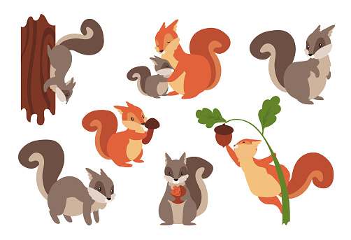 Squirrel. Funny cartoon wild furry animals playing with nuts and acorns, climbing on tree or holding mushrooms. Isolated gray and orange forest dwellers. Vector adorable rodents set with fluffy tails