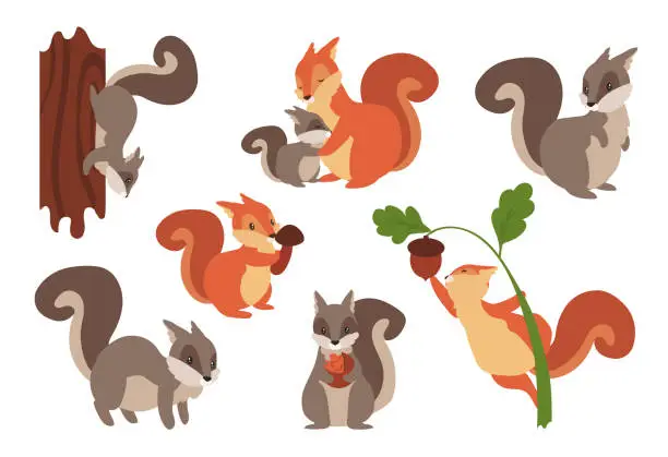 Vector illustration of Squirrel. Cartoon wild furry animals playing with nuts and acorns, climbing on tree or holding mushrooms. Gray and orange forest dwellers. Vector adorable rodents set with fluffy tails
