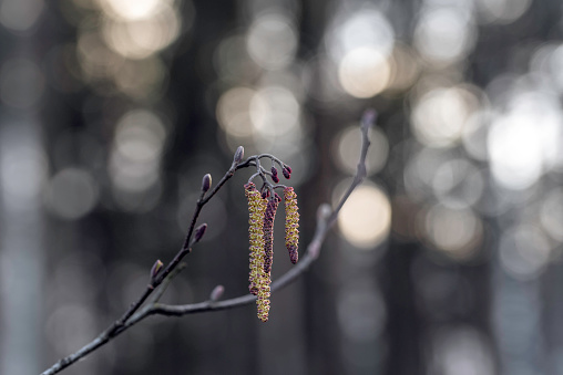 Spring in the birch grove