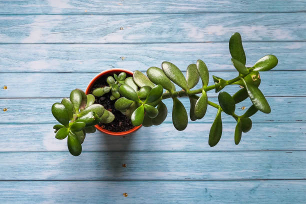 Jade plant Crassula Minor houseplant (Jade plant) in small pot sitting on blue wooden surface. Top view, from above, flat lay. Growing plants indoors concept. Botanical background. crassula stock pictures, royalty-free photos & images