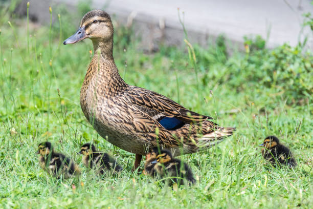 istock Mother duck and her ducklings 1311532043