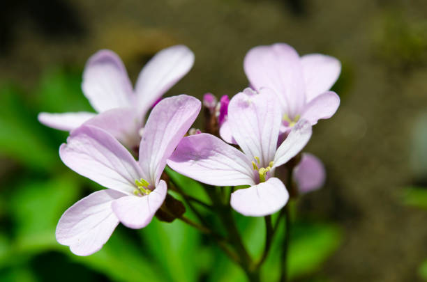 Flower with delicate light lilac petals and stamens, macro. Cardamine bulbifera flowering plant in the mustard family -  Brassicaceae, known as bittercresses and toothworts. cardamine bulbifera photos stock pictures, royalty-free photos & images