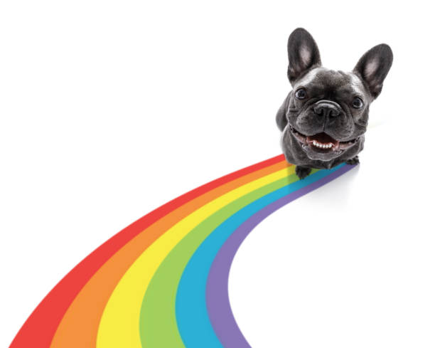 chien gay pride - symbols of peace flag gay pride flag banner photos et images de collection
