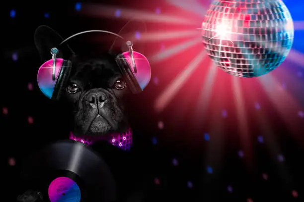 cool dj french bulldog  dog listening or singing to music  with headphones and mp3 player isolated on black dramatic dark background