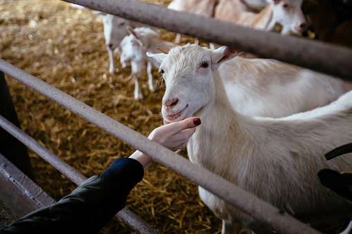 Female hand stroking a goat in the farm.