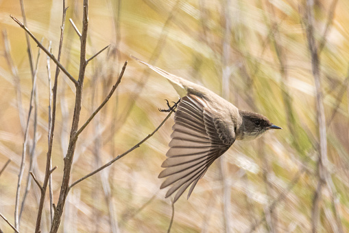An eastern phoebe flies off a branch in the Sweetwater Wetlands park in Gainesville, Florida.