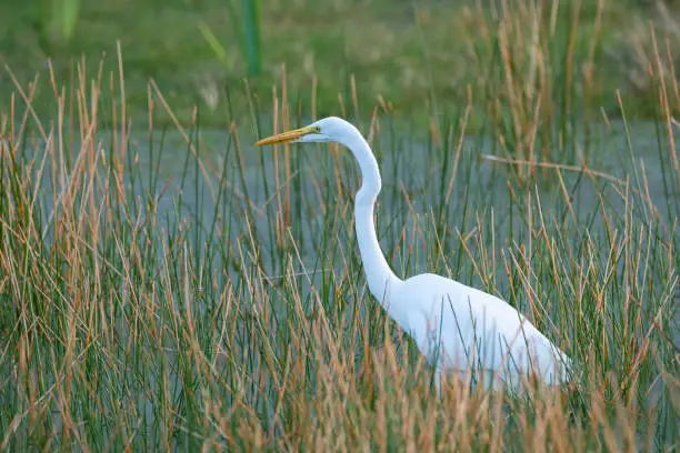 A great egret (great white heron) foraging in a pond.