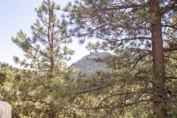 helen hunt's falls colorado sentieri escursionistici estate 2019 - mountain peak long colorado mountain foto e immagini stock