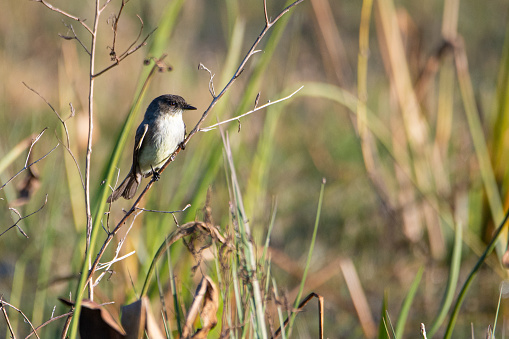 An eastern phoebe perched on a branch in the Sweetwater Wetlands park in Gainesville, Florida.