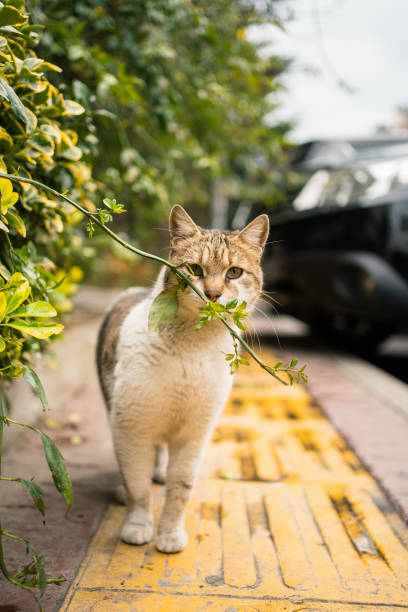 Cat at the camera through the grass on the street