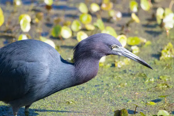A little blue heron wading in the water.