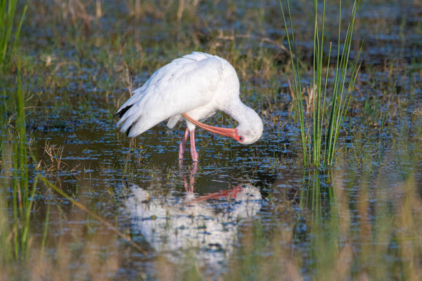 Ibis preening in a pond in Ocala, Florida White ibis preening at the Ocala Wetlands Recharge Park. preening stock pictures, royalty-free photos & images