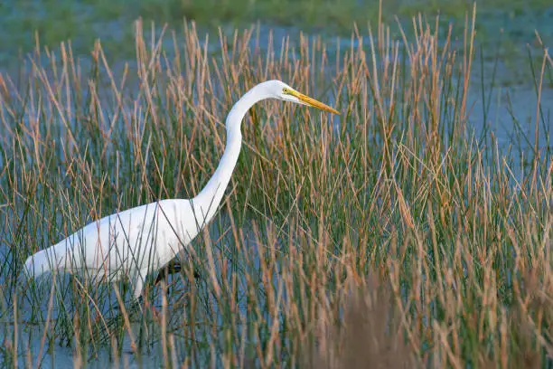 A great egret (great white heron) foraging in a pond.