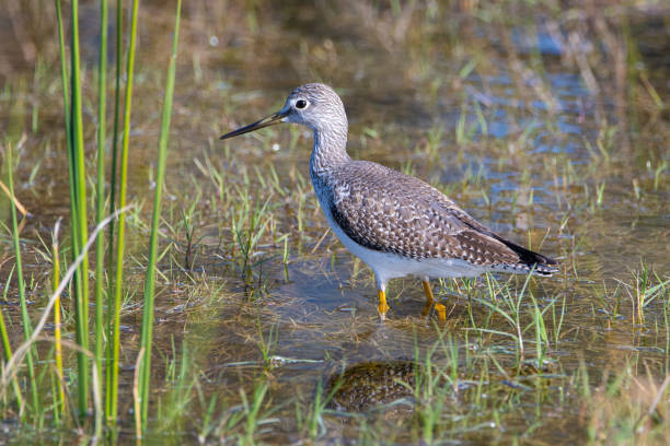 Greater Yellowleg in Pond A greater yellowleg bird foraging in wetlands near Ocala, Florida. scolopacidae stock pictures, royalty-free photos & images