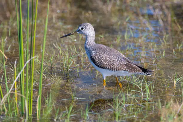 A greater yellowleg bird foraging in wetlands near Ocala, Florida.