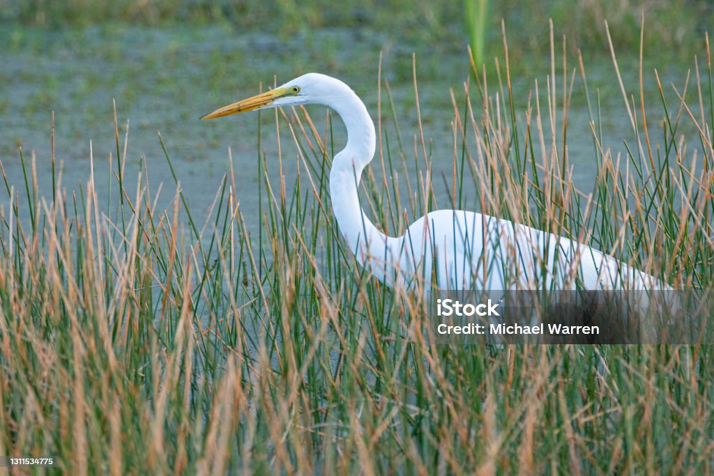 Great White Heron - Great Egret A great egret (great white heron) foraging in a pond. Swamp Stock Photo
