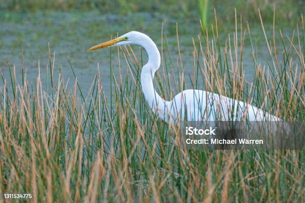 Great White Heron Great Egret Stock Photo - Download Image Now - Swamp, Louisiana, Animal Wildlife