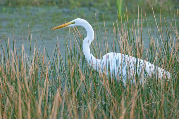 A great egret (great white heron) foraging in a pond.