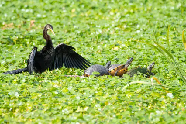 Anhinga spreading wings with turtles on lilly pads.