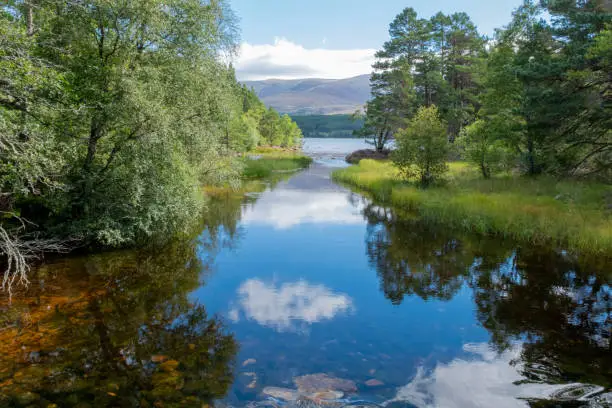 Loch Morlich, in the Scottish Highlands, close to Aviemore and Grantown on Spey and overlooking the Cairn Gorm. Peat coloured water flows gently from the large loch, which has a 6km circular hiking trail around the vast expanse of water, passing alongside pine forests, hillsides and small beaches. Clouds are reflected onto the calm water, with trees in leaf growing on the grassy banks.