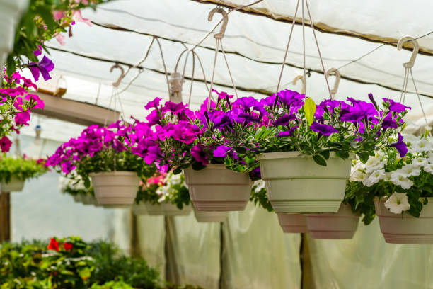 Petunias in tubs suspended from the ceiling in a greenhouse