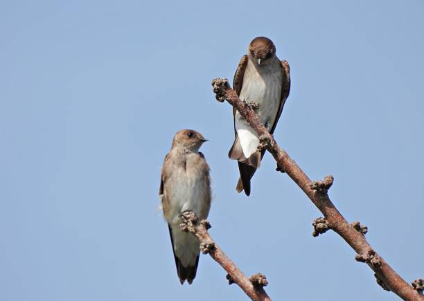 istock Northern Rough-winged Swallow (Stelgidopteryx serripennis) two perched in a bare tree with a clear sky in the background 1311540566