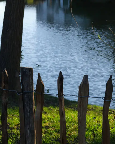 Old wooden fence on the lake shore at dusk. Sunlight illuminating green grass,  silhouette of a tree, and water surface of the lake are seen in the background. Focus in the foreground.