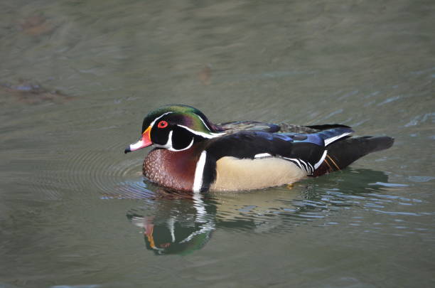 istock Wood duck drake, Aix Sponsa 1311541460