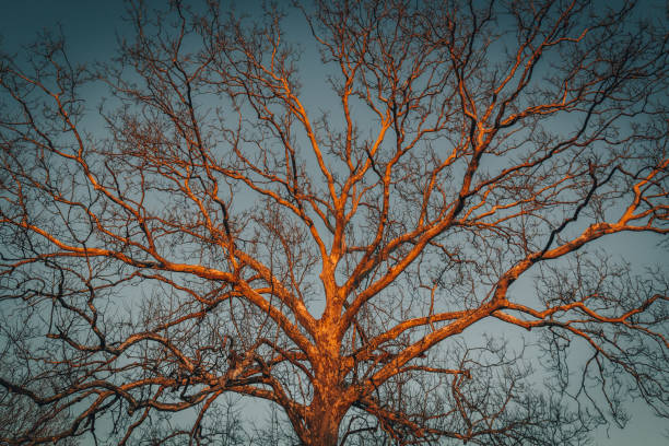 Great Sycamore Tree Kissed by the Setting Sun stock photo