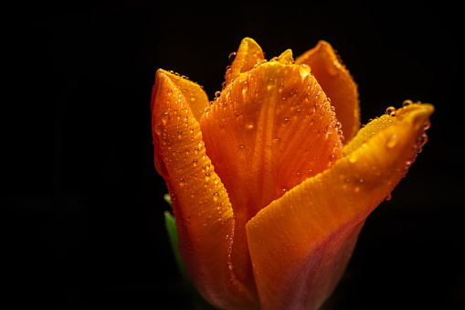 close up of a tulip flower head