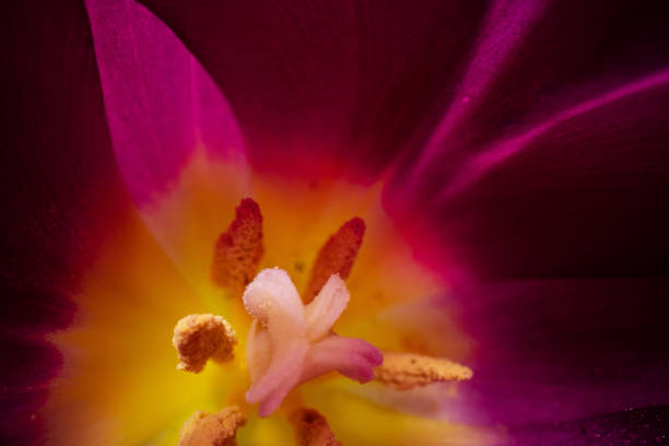istock close up of a tulip flower head 1311546427