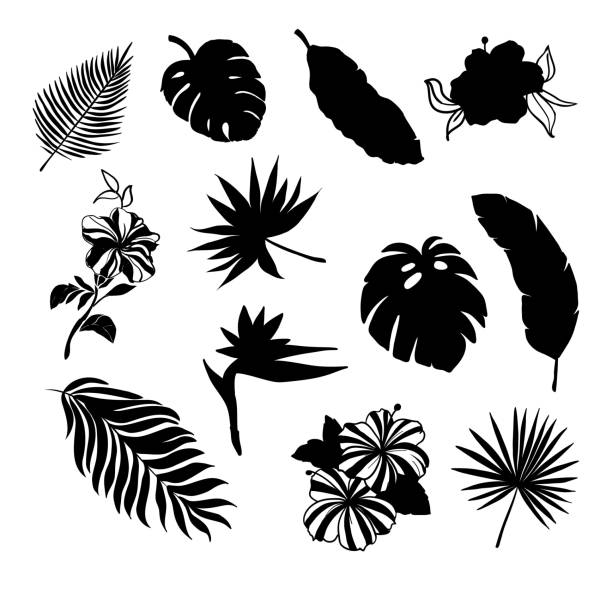 ilustrações, clipart, desenhos animados e ícones de silhueta de folhas tropicais conjunto com algumas flores na cor preta como coco, ventilador, palmeira de banana, monstera, samambaia, pássaro do paraíso, plumeria, heliconia, hibiskus. as folhas são incluídas como brushes na biblioteca. - pattern coconut palm tree frond textile