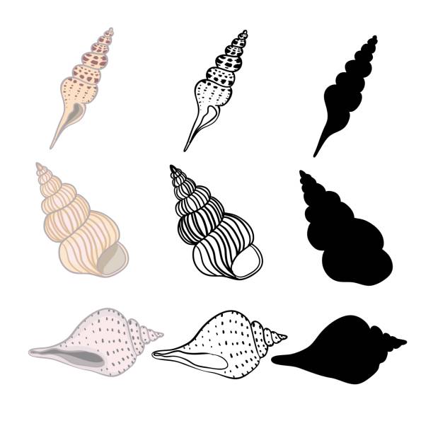ilustrações de stock, clip art, desenhos animados e ícones de hand drawn vector illustrations - collection of seashells. marine set. perfect for invitations, greeting cards, posters, prints, banners, flyers etc - etching starfish engraving engraved image