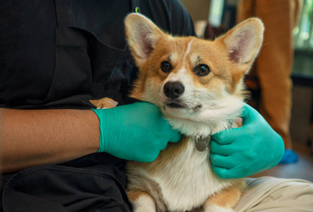istock Adorable brown welsh corgi sitting on owner lab with hands wear glove while learning something and looking trainer at home. Corgi doggy playing with people in the room. Dog training or Relationship animal concept. 1311549324
