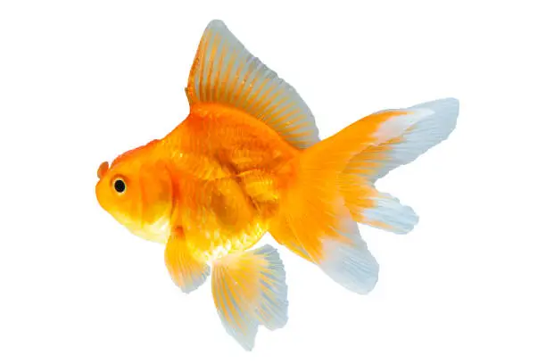 Big round fat goldfish Isolation on the white background.