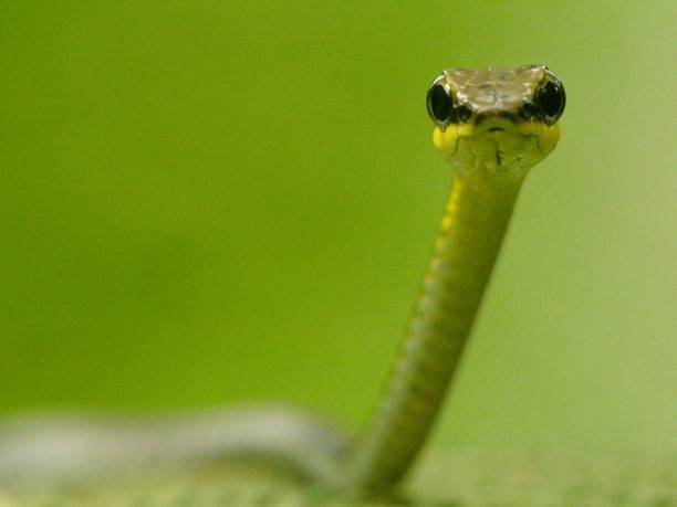 istock Macro shot of Bronzeback Tree Snake (Dendrelaphis tristis) in Bukit Lawang Sumatra 1311552649