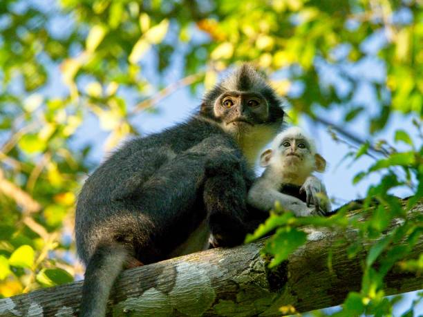 Closeup of cute mother and white baby Thomas Leaf Monkey (Presbytis thomasi) in Bukit Lawang, Sumatra. stock photo