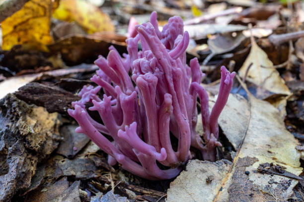 istock Purple Coral fungi 1311554571